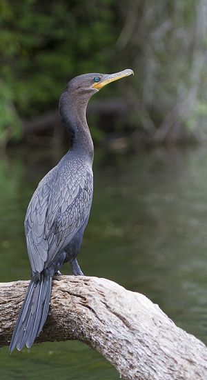 Reserva Nacional Tambopata 279.jpg